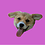 Reggie_Is_Not_a_Dog