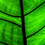 WitheringTreant